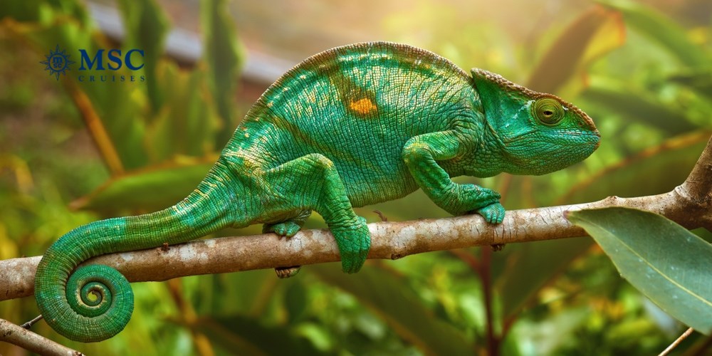 27 dni Rejsu na Wyspy Marzeń: Seszele, Madagaskar & Mauritius