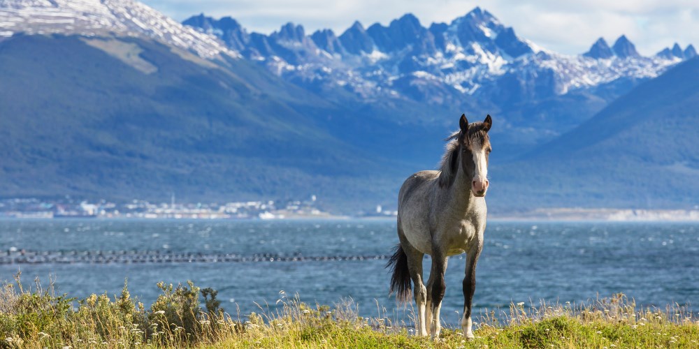 Rejs na krańcu świata: Patagonia, Ziemina Ognista & Falklandy